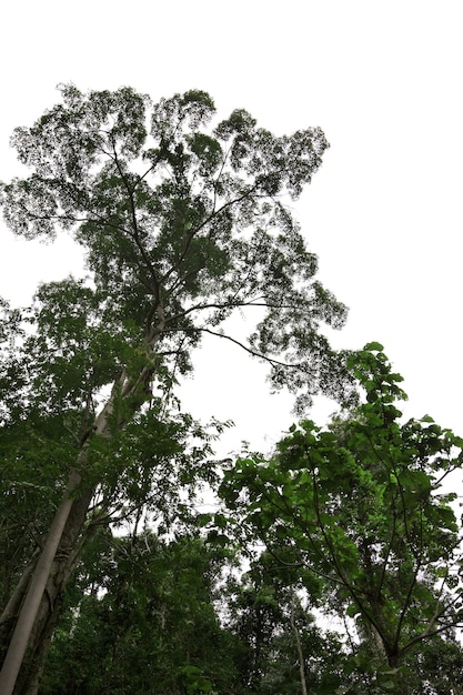 Baumzweige Natur mit weißem Himmel