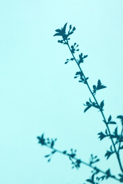 Foto baumzweige und blühende pflanzen und schatten auf einem blauen wandhintergrund.