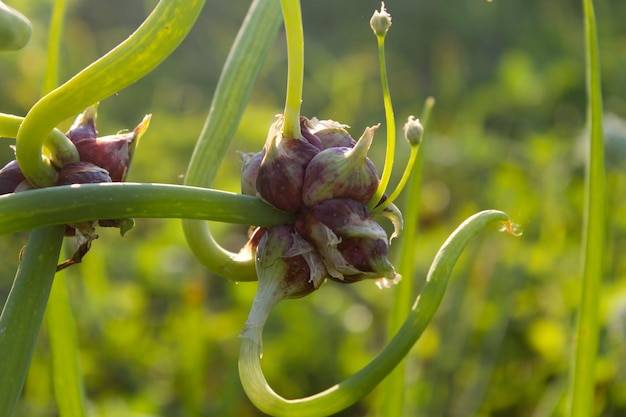 Baumzwiebeln, Topfzwiebeln, Wanderzwiebeln oder ägyptische Zwiebeln ( Allium proliferum )