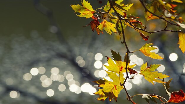 Foto bautiful natürliches herbstsaison-romantisches braunes trockenes blatt-foto