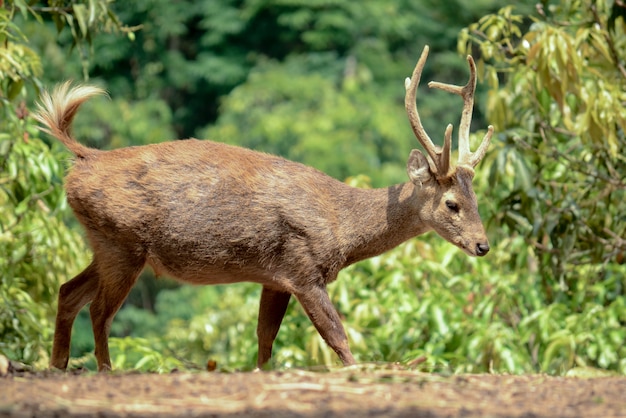 Bawean Deer, der im natürlichen Lebensraum steht