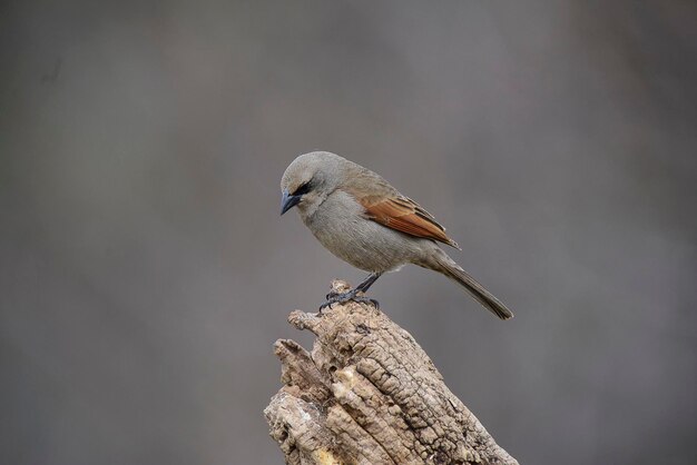 Bay alado Cowbird empoleirado em um tronco