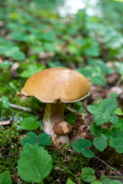 Bay Bolete Boletus badius Ein Pilz wächst im Wald Essbarer poröser Steinpilzpilz Boletus