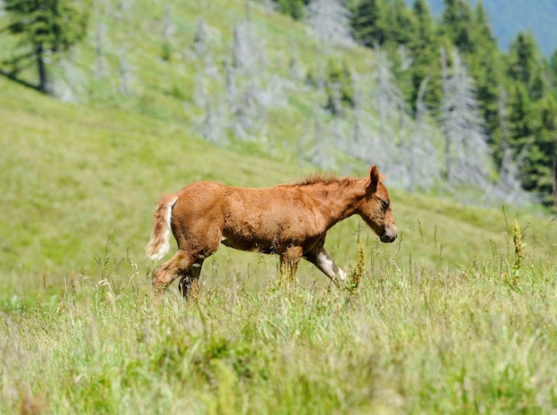 Bay Colt springt auf einer grünen Wiese gegen Berge