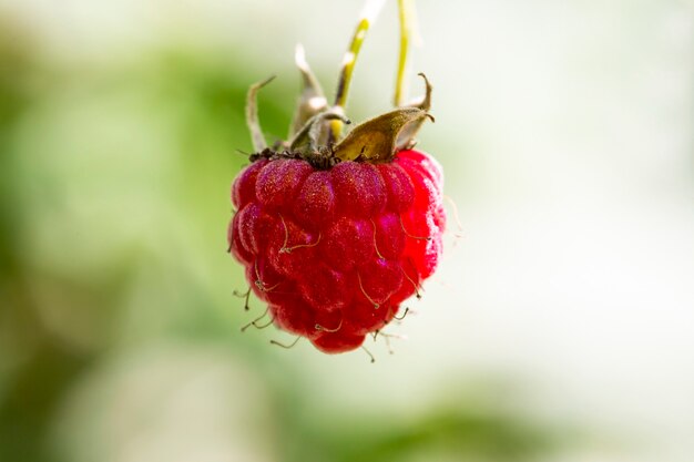 Una baya de frambuesas rojas maduras en el bosque, primer plano