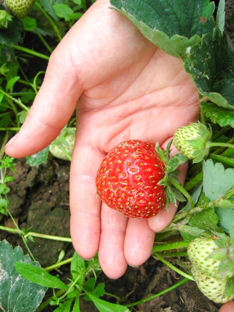 Baya de fresas en mano eru