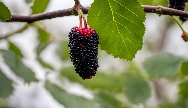 Foto una baya negra con una hoja verde que dice baya negra