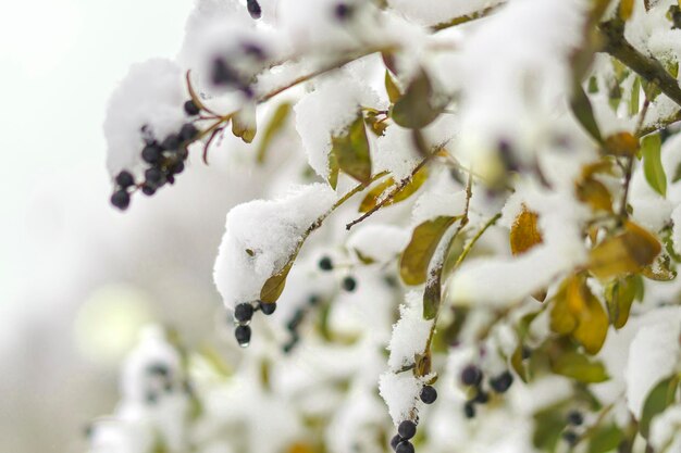 Baya bajo la nieve en el jardín de invierno Bayas congeladas con copos de nieve y fondo de escarcha