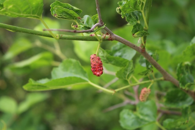 Una baya roja en un árbol