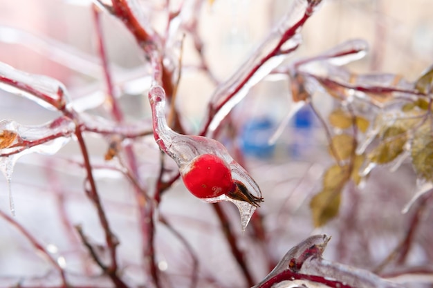 Baya roja cubierta de hielo después de una lluvia helada