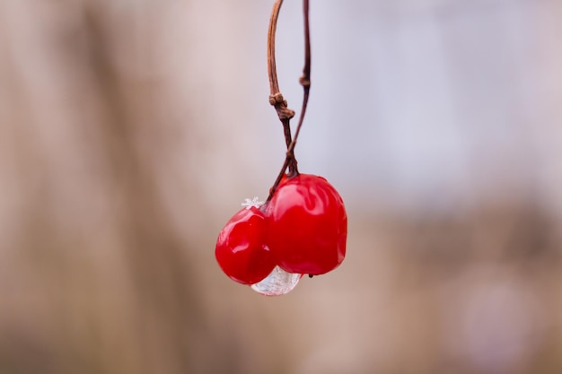 Baya roja bajo el hielo en la nieve closeup