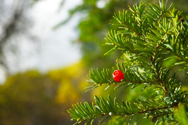 Una baya roja de tejo Taxus baccata en la rama de un árbol verde en un día soleado de otoño