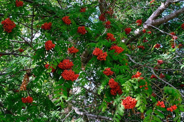 Foto baya de serbal rojo brillante y follaje verde