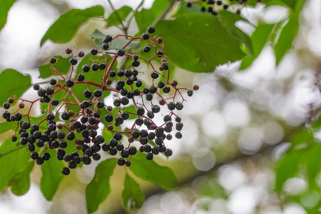 Baya silvestre en una vista inferior de la rama de un árbol negro