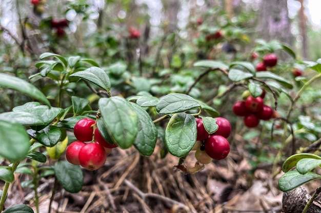 Bayas de arándano rojo en una rama en un bosque en un pantano