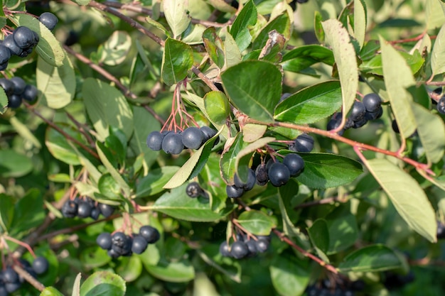 Bayas de Aronia Aronia melanocarpa Black Chokeberry creciendo en el jardín