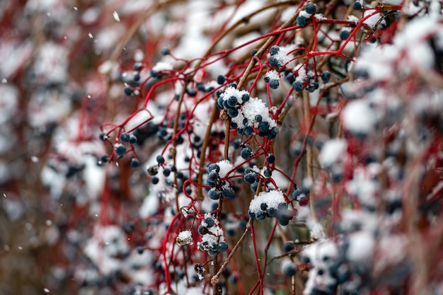 Bayas azules cubiertas de nieve en un árbol en el arbusto de invierno con bayas en la nieve