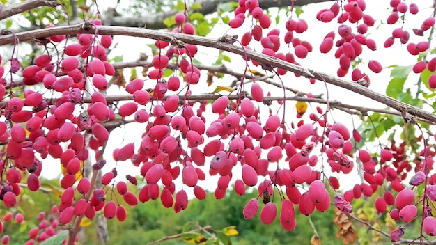 Foto las bayas de berberis frescas