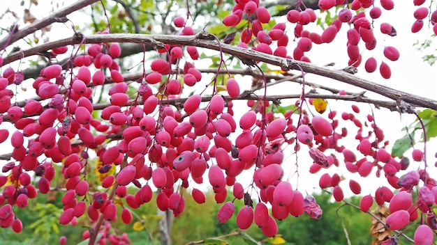 Foto las bayas de berberis frescas