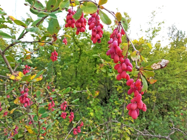 Foto las bayas de berberis frescas