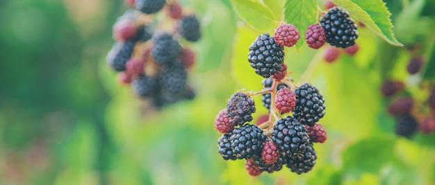 Bayas de Blackberry en los arbustos en el jardín. Enfoque selectivo.