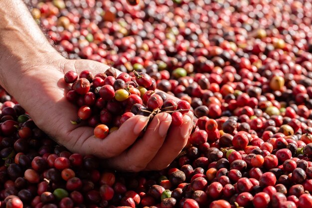 Bayas de café arábica frescas. Finca de café orgánico