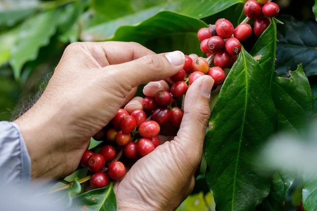 Bayas de café arábica con manos de agricultores