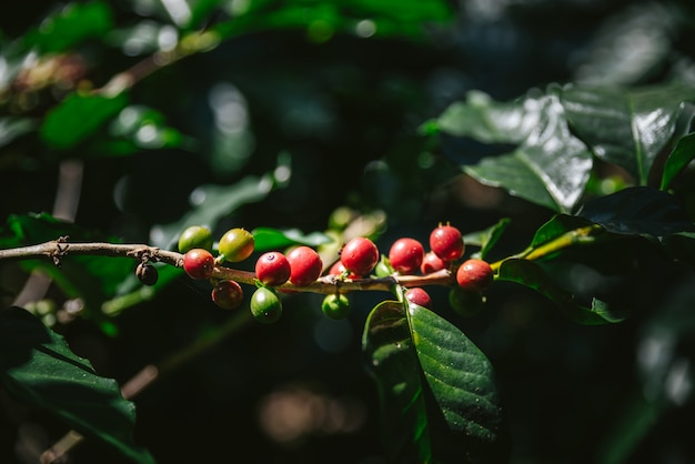 Bayas de café arábica verde y rojo de árbol de café