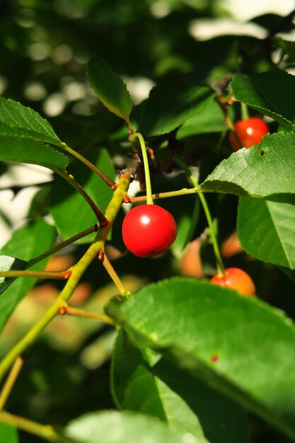 las bayas de cereza crecen en una rama de cerezo en el jardín