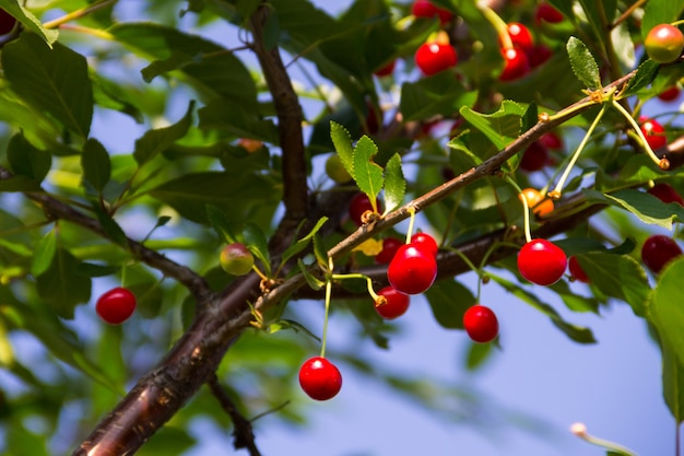 Bayas de cereza madura en la rama de un árbol en el jardín