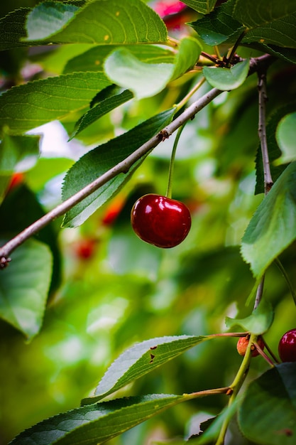 Bayas de cerezas maduras en las ramas de un árbol