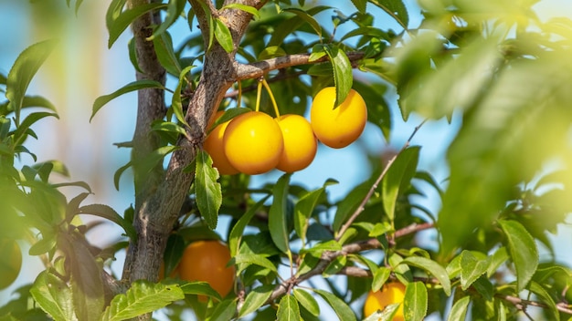 Bayas de ciruela cereza amarillas en un árbol Cosecha de ciruela cereza