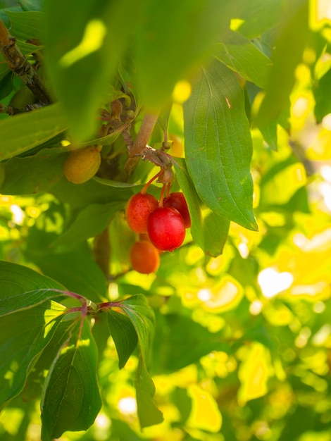 Bayas de cornejo maduras rojas y verdes Cornus mas en una rama en un día soleado en Grecia