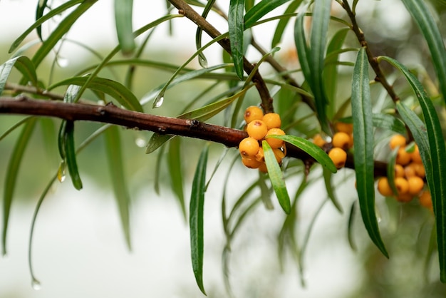 Bayas de espino amarillo maduras en las ramas de los árboles cosecha de otoño de cerca