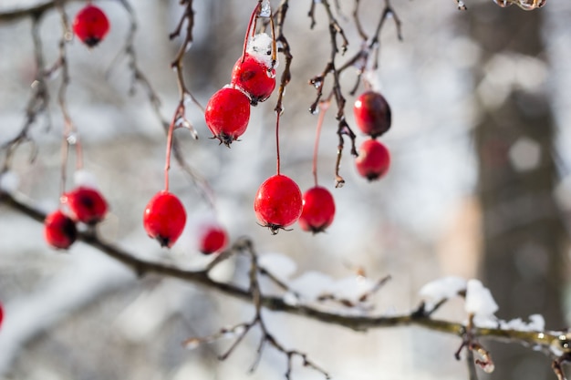 Bayas de espino rojo helado bajo la nieve en un árbol en el jardín