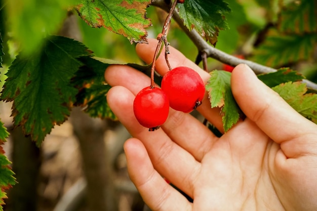 las bayas de espino rojo maduras crecen en un arbusto de espino. concepto de cultivo de bayas y plantas medicinales