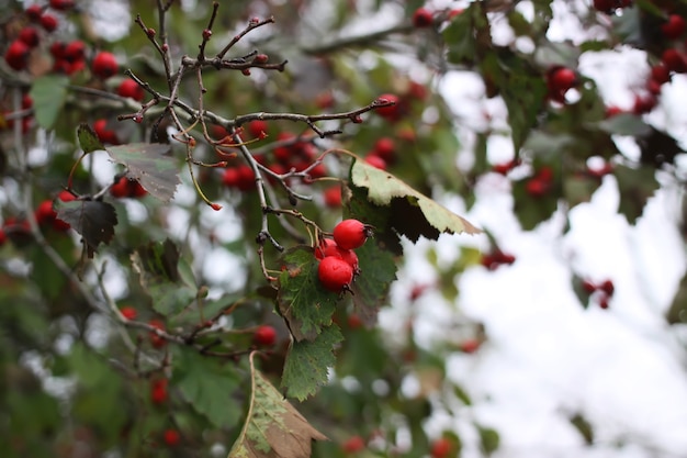 Bayas de espino rojo maduras en la rama de un árbol en otoño