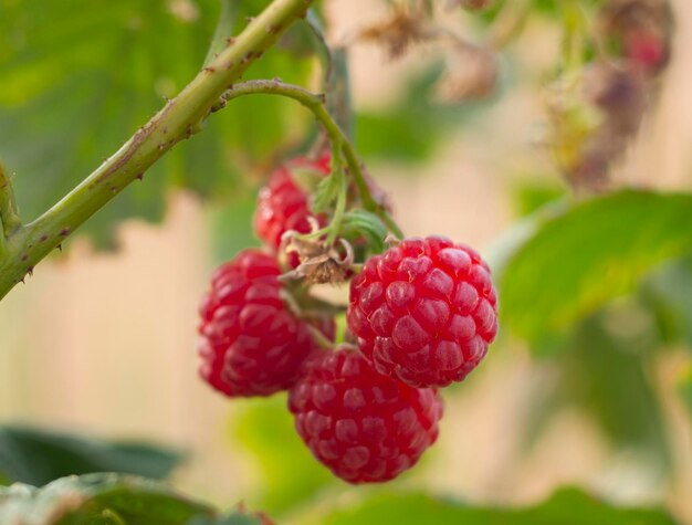 Bayas de frambuesa roja Rubus idaeus cuelgan de un arbusto en otoño en Grecia