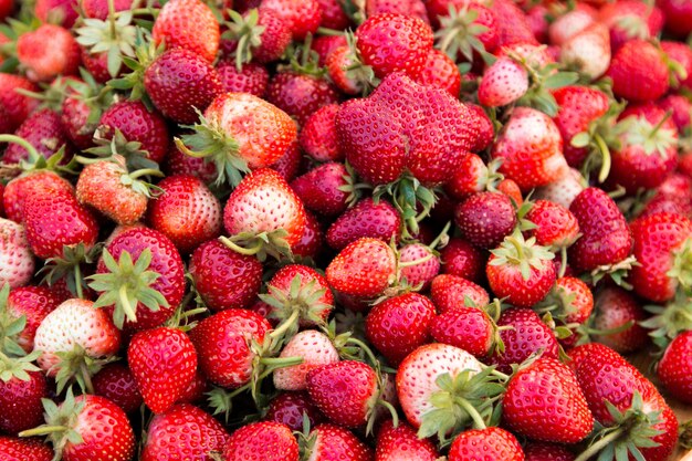 Foto bayas de fresa frescas del árbol.