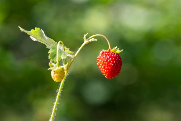 Bayas de fresa rojas y verdes en el prado silvestre de cerca Arbusto de fresas silvestres en el primer plano macro del bosque