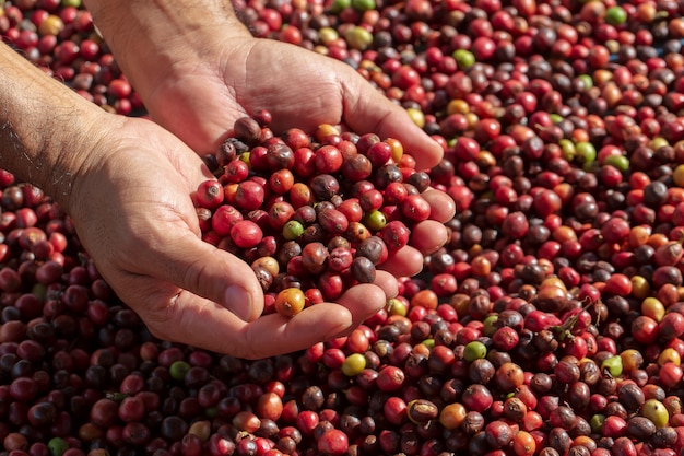 Bayas frescas de café arábica