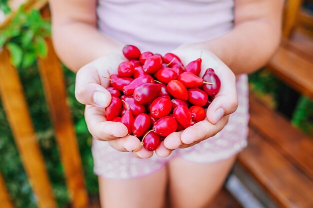 Bayas frescas de cornejo rojo en manos de una niña.