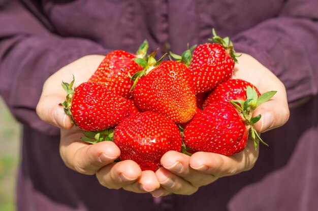 Bayas frescas de fresas en las manos de una niña.