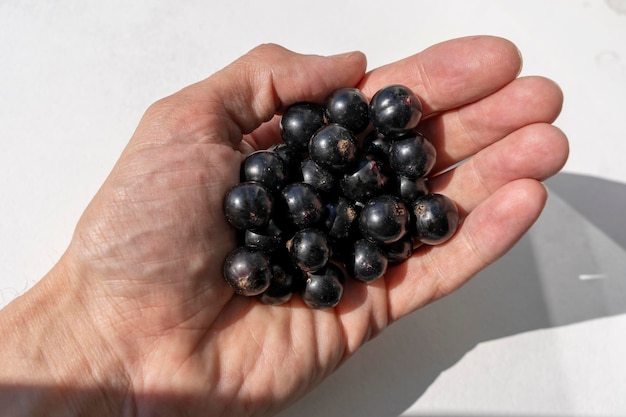 Bayas frescas de grosella negra de verano en la mano sobre un fondo blanco Un puñado de dulces grosellas negras maduras Bayas deliciosas y saludables ricas en vitaminas Alimentos saludables naturales orgánicos