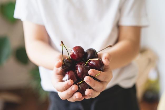 Bayas frescas y jugosas Cerezas en las manos Granja de productos ecológicos orgánicos Sin OGM Cerezas rojas frescas