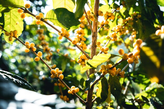 Bayas Granos de café Maduros en el árbol En el jardín