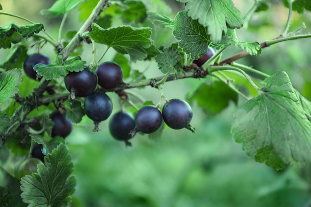 Bayas de grosella negra en bush al aire libre closeup