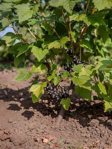 Bayas de grosella negra frescas y jugosas que crecen en la planta