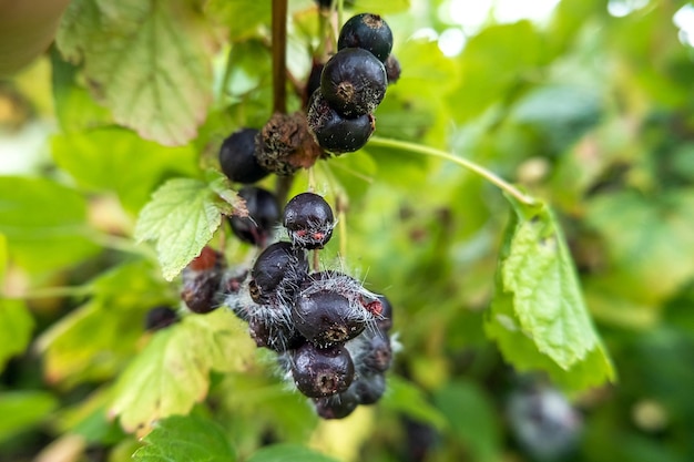 Bayas de grosella negra mohosas estropeadas en un arbusto en el jardín Cosecha mala y podrida en verano lluvioso