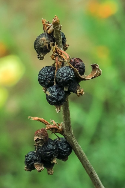 bayas de grosella negra secas estropeadas en un arbusto de grosella. enfermedades de la grosella y concepto de cultivo de grosella